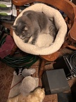 IMG 1084